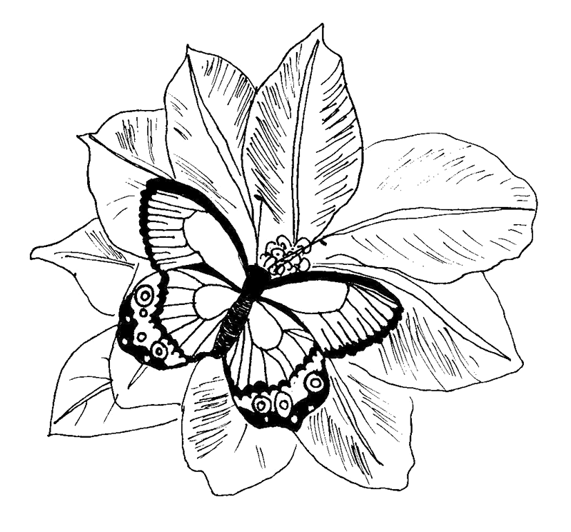 Plansa de colorat cu Fluturi 40 35